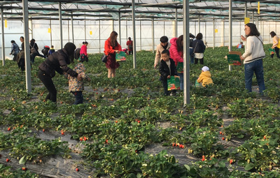 相約采摘草莓，盡享田園樂(lè)趣